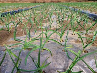 노고단님의 기타작물 · 자유게시판 작성글 사진