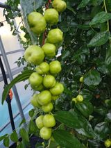 팜모닝 기타작물·자유게시판 게시글 이미지