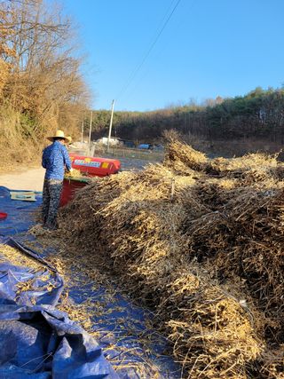 아리랑님의 콩 · 자유게시판 작성글 사진