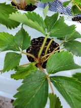 팜모닝 딸기·병해충상담 게시글 이미지