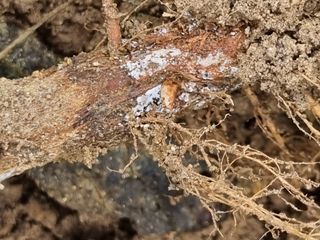 공구로님의 콩 · 병해충상담 작성글 사진