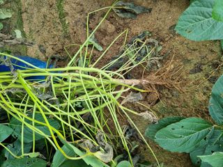 공구로님의 콩 · 병해충상담 작성글 사진