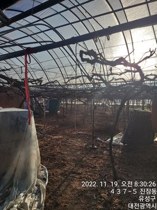 두릅나무21332님의 포도 · 자유게시판 작성글 사진