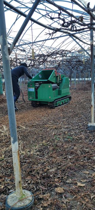 두릅나무21332님의 포도 · 자유게시판 작성글 사진