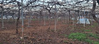 두릅나무21332님의 포도 · 자유게시판 작성글 사진