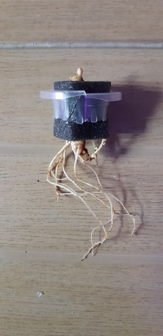 김기영님의 상추 · 자유게시판 작성글 사진