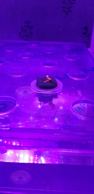 김기영님의 상추 · 자유게시판 작성글 사진