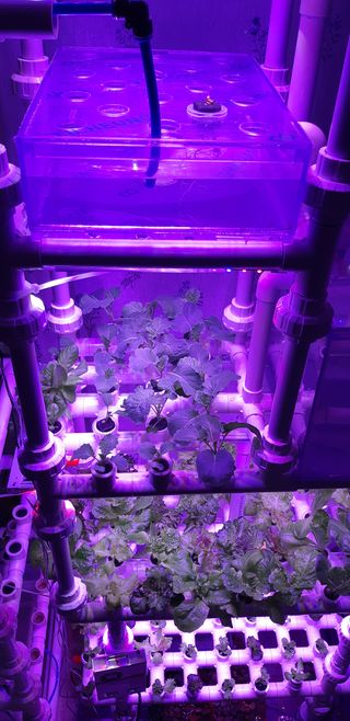 김기영님의 상추 · 자유게시판 작성글 사진