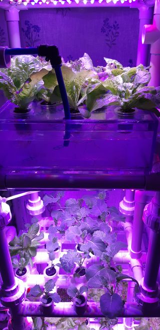 김기영님의 상추 · 자유게시판 작성글 사진