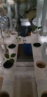 팜모닝 상추·자유게시판 게시글 이미지