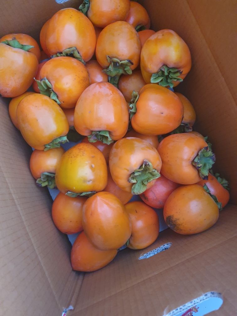 장터 상품 [강진만에서 해풍맞고 자란 맛있는 대봉 마지막 남은 대봉감을 직거래로 싸게 팔아봅니다] 썸네일