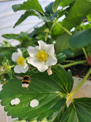 전성란님의 딸기 · 일상 작성글 사진