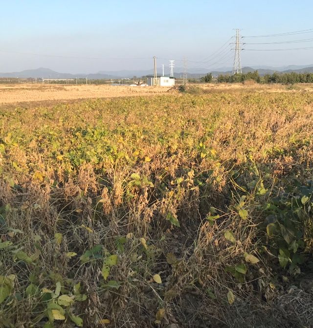 장터 상품 [백태 #메주콩 #콩 kg당] 썸네일