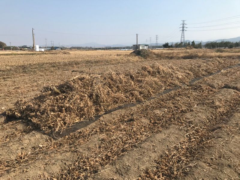 김기영님의 장터 판매 상품 [백태 #메주콩 #콩 kg당] 첨부 사진