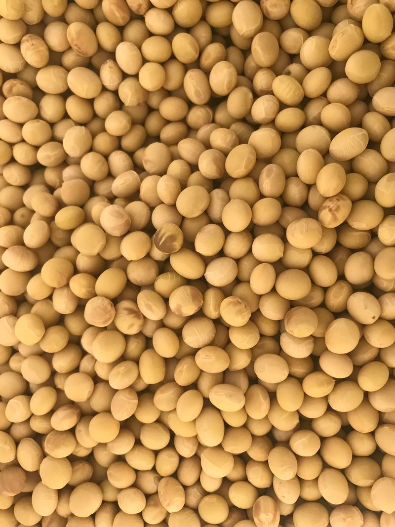 김기영님의 장터 판매 상품 [백태 #메주콩 #콩 kg당] 첨부 사진