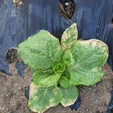 팜모닝 배추·병해충상담 게시글 이미지