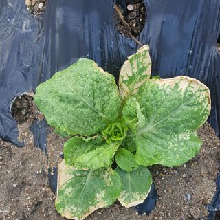 박철환 님의 배추 · 병해충상담 작성글 사진