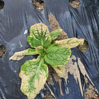 박철환 님의 배추 · 병해충상담 작성글 사진