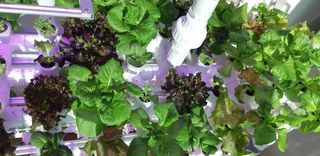 김기영님의 상추 · 병해충상담 작성글 사진