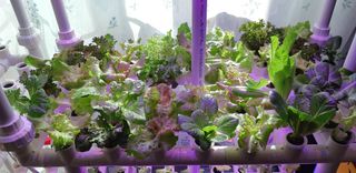 김기영님의 상추 · 병해충상담 작성글 사진