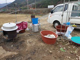 김권수님의 배추 · 수확 작성글 사진