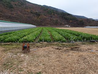 김권수님의 배추 · 수확 작성글 사진