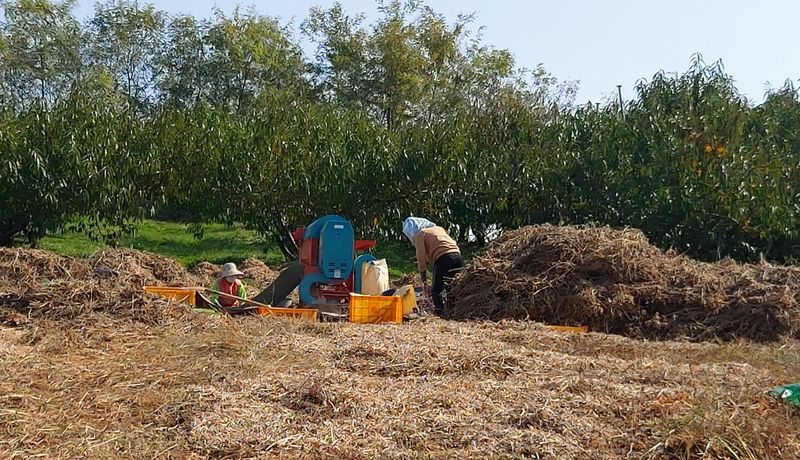 장터 상품 [백태(메주콩) 키로당] 썸네일