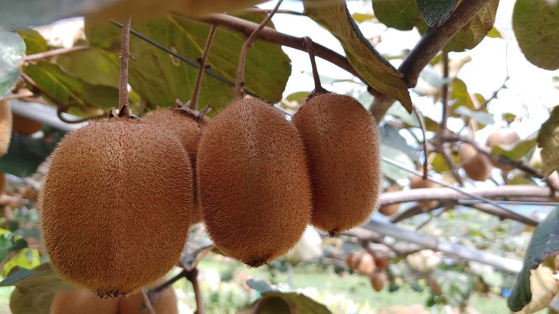 장터 상품 [참다래(그린키위) 5키로종료] 썸네일