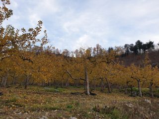 알 수 없음님의 사과 · 일상 작성글 사진