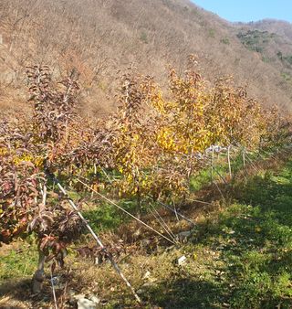 알 수 없음님의 사과 · 일상 작성글 사진