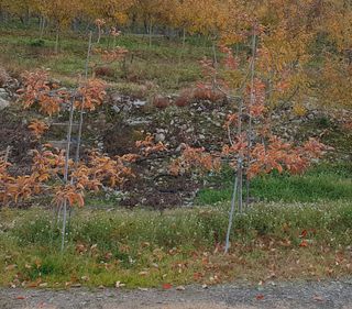 알 수 없음님의 사과 · 일상 작성글 사진
