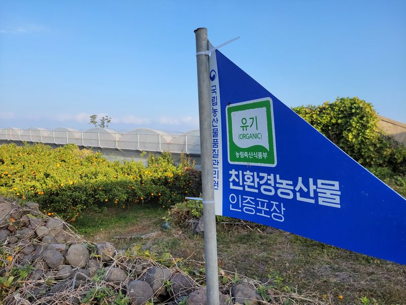 강경한님의 장터 판매 상품 [제주친환경유기농귤 10킬로] 첨부 사진