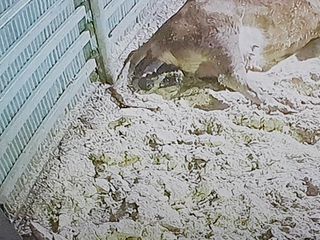 알 수 없음님의 기타작물 · 자유게시판 작성글 사진