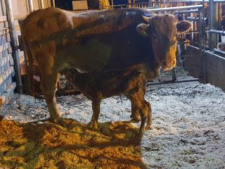 알 수 없음님의 기타작물 · 자유게시판 작성글 사진