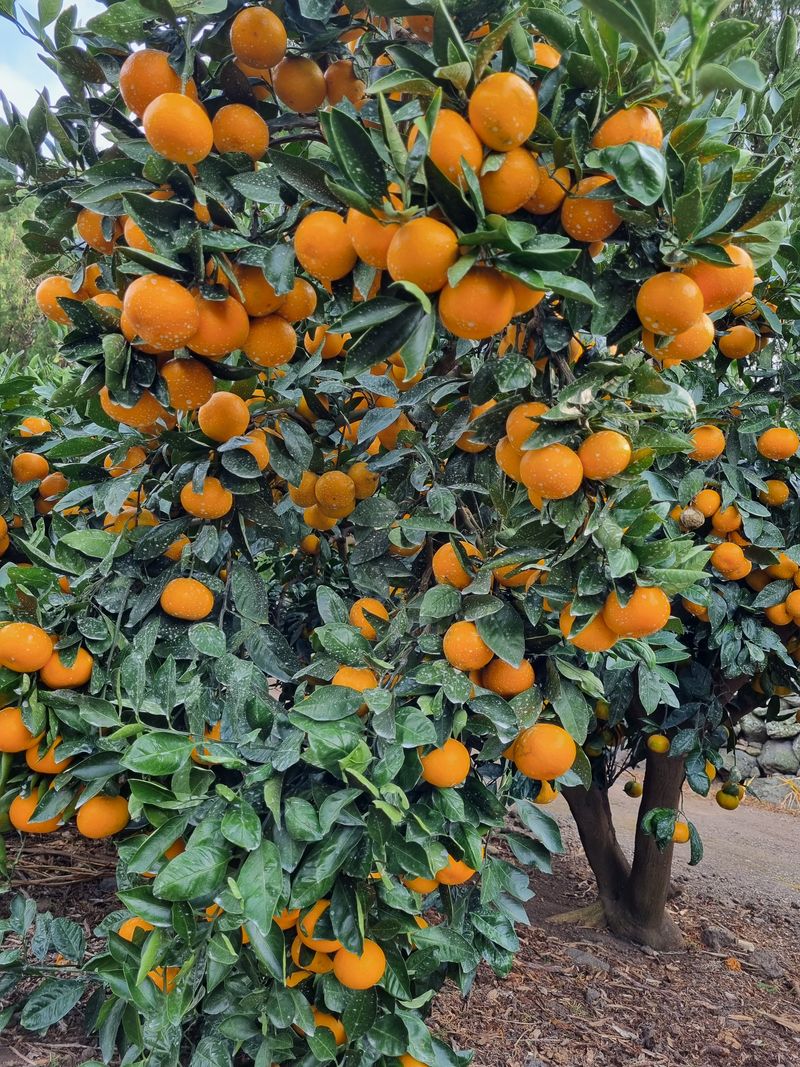 장터 상품 [서귀포시 예래동 조생귤 5k 10k] 썸네일