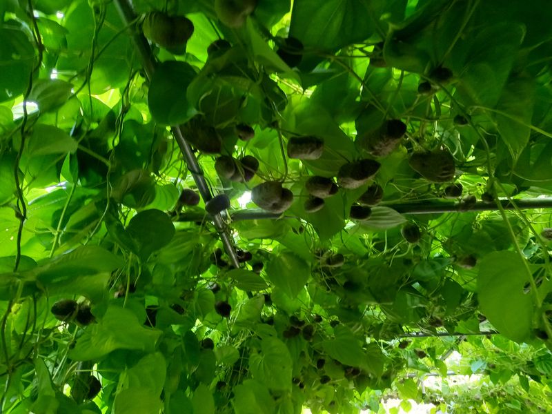 이종선님의 장터 판매 상품 [열매마.하늘마5k] 첨부 사진