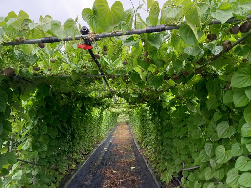이종선님의 장터 판매 상품 [열매마.하늘마5k] 첨부 사진