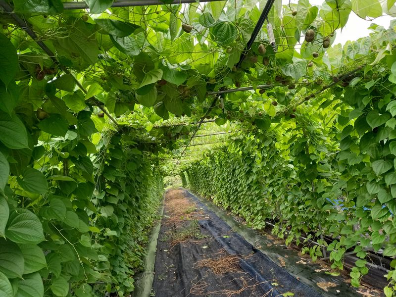 이종선님의 장터 판매 상품 [열매마.하늘마5k] 첨부 사진