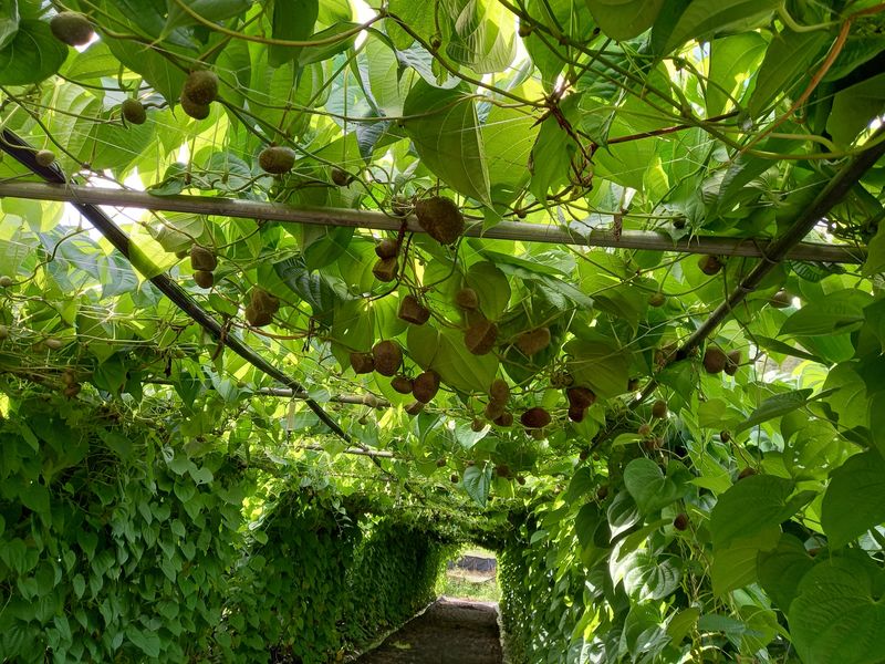 장터 상품 [열매마.하늘마5k] 썸네일