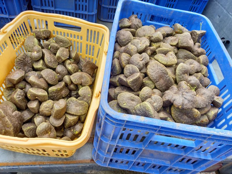 이종선님의 장터 판매 상품 [열매마.하늘마5k] 첨부 사진