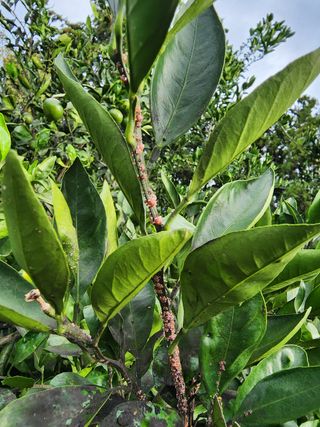 조현기 님의 귤 · 시세•판로 작성글 사진