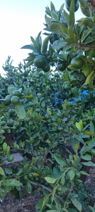 조현기 님의 귤 · 시세•판로 작성글 사진