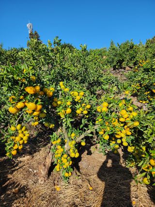 조현기 님의 귤 · 시세•판로 작성글 사진