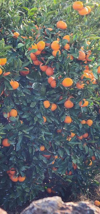 조현기 님의 귤 · 시세•판로 작성글 사진