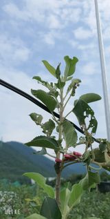 팜모닝 사과·병해충상담 게시글 이미지