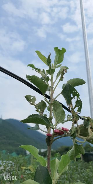 우인님의 사과 · 병해충상담 작성글 사진