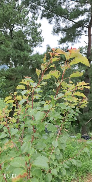 우인님의 사과 · 병해충상담 작성글 사진