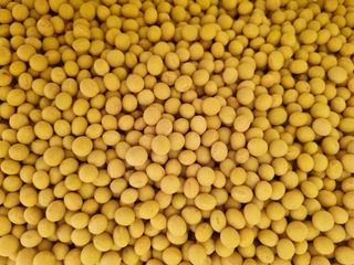 자두1925님의 콩 · 자유게시판 작성글 사진