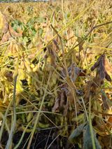 팜모닝 콩·자유게시판 게시글 이미지