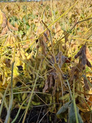 자두1925님의 콩 · 자유게시판 작성글 사진